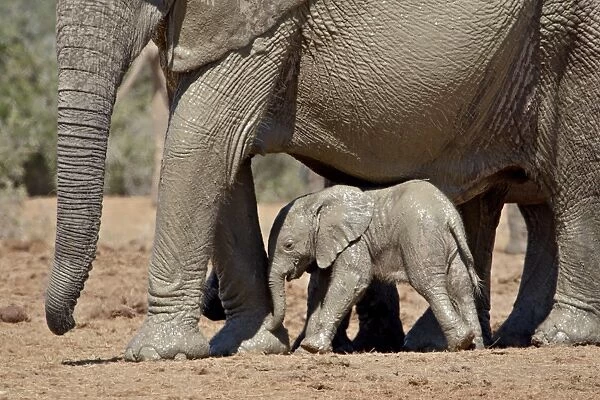 Baby African Elephant (Loxodonta africana) standing under its mother, Addo Elephant National Park