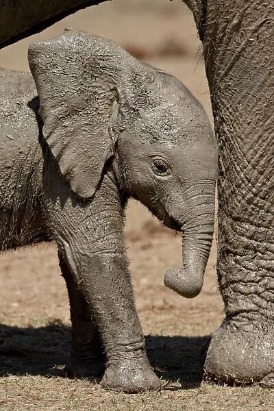 Baby African Elephant (Loxodonta africana) standing by its mothers leg