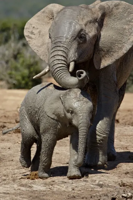 Framed Print : Baby African Elephant (Loxodonta africana) with its mother, Addo Elephant National Park Framed Print : Baby African Elephant (Loxodonta africana) with its mother, Addo Elephant National Park