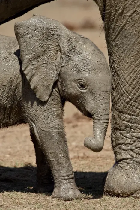 Framed Print : Baby African Elephant (Loxodonta africana) standing by its mothers leg