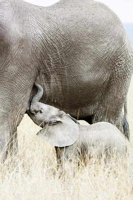 Framed Print : Baby African elephant and mother (Loxodonta africana), Serengeti National Park, UNESCO Framed Print : Baby African elephant and mother (Loxodonta africana), Serengeti National Park, UNESCO