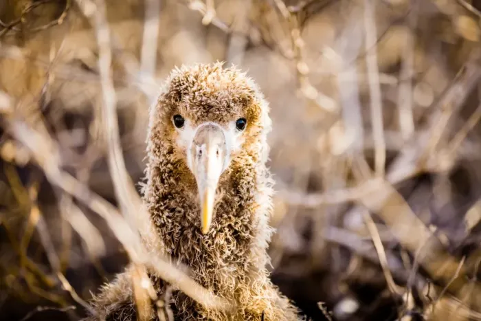 Framed Print : Baby albatross on Epanola Island, Galapagos Islands, Ecuador, South America Framed Print : Baby albatross on Epanola Island, Galapagos Islands, Ecuador, South America