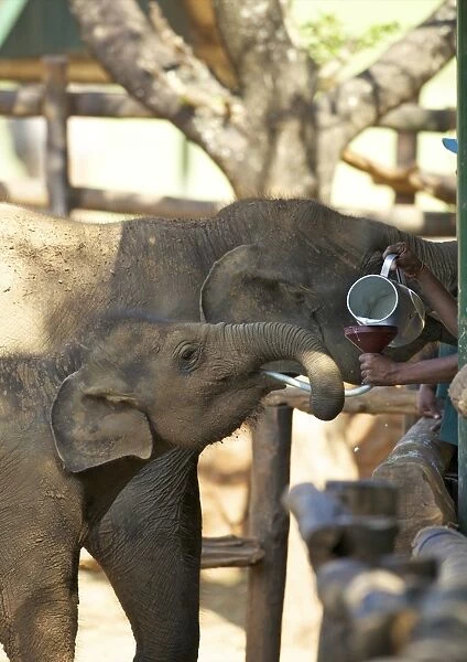 Baby Asian elephants being fed, Uda Walawe Elephant Transit Home, Sri Lanka, Asia