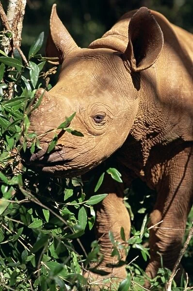 Baby black rhinoceros