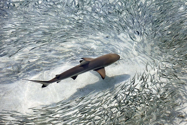 Baby black-tip reef shark being surrounded by a school of silver sprats in a shallow lagoon