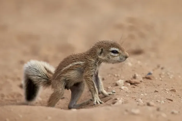 Framed Print : Baby Cape ground squirrel (Xerus inauris), Kgalagadi Transfrontier Park, encompassing Framed Print : Baby Cape ground squirrel (Xerus inauris), Kgalagadi Transfrontier Park, encompassing