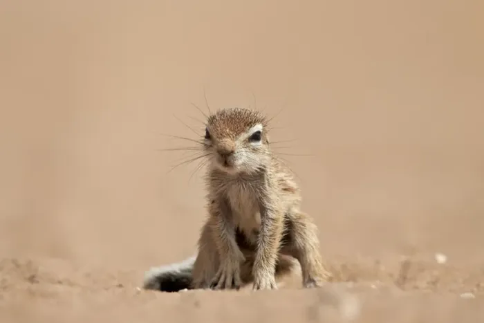 Framed Print : Baby Cape ground squirrel (Xerus inauris), Kgalagadi Transfrontier Park, encompassing Framed Print : Baby Cape ground squirrel (Xerus inauris), Kgalagadi Transfrontier Park, encompassing