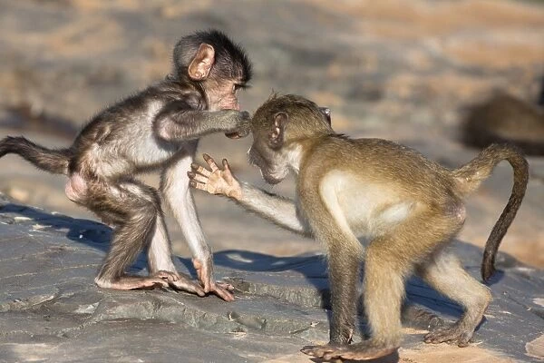 Baby chacma baboons (Papio cynocephalus ursinus), playfighting, Kruger National Park, South Africa, Africa