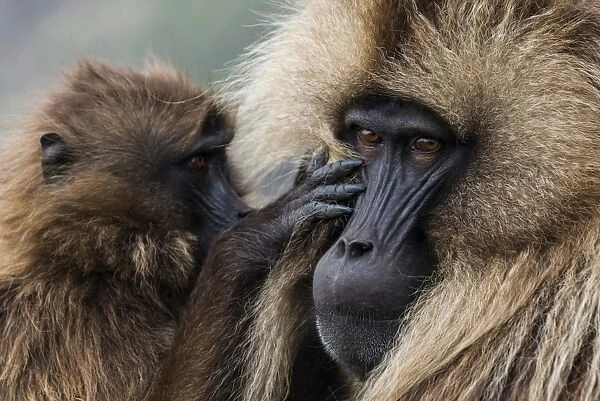 Baby cleaning a male Gelada baboon, Simien Mountains National Park, UNESCO World Heritage Site