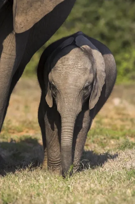 Framed Print : Baby elephant Framed Print : Baby elephant