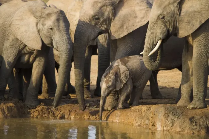 Framed Print : Baby elephant Framed Print : Baby elephant