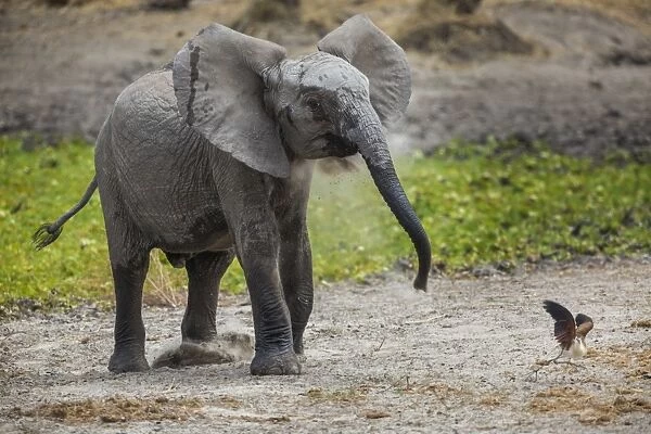 Baby elephant chasing bird (L. africana), Tarangire National Park, Tanzania, East Africa
