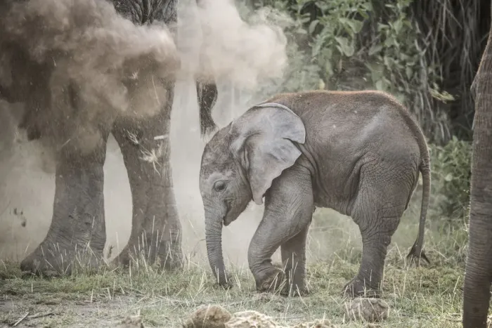 Framed Print : Baby elephant in a cloud of dust sprayed by its mother, Amboseli National Park, Kenya Framed Print : Baby elephant in a cloud of dust sprayed by its mother, Amboseli National Park, Kenya