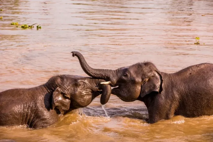 Framed Print : Baby elephants playing in the river, Chitwan Elephant Sanctuary, Nepal, Asia Framed Print : Baby elephants playing in the river, Chitwan Elephant Sanctuary, Nepal, Asia