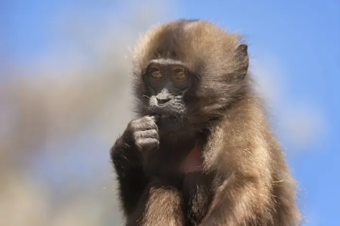 Framed Print : Baby Gelada baboon (Theropithecus Gelada), Simien Mountains National Park, Amhara region, North Ethiopia, Africa
