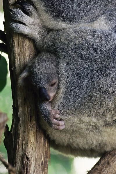 Baby koala bear (Phascolarctos cinereus) in pouch, Brisbane, Queensland