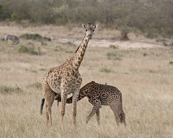 Baby Masai giraffe (Giraffa camelopardalis tippelskirchi) nursing, Masai Mara National Reserve