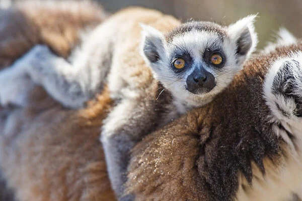 Baby Ring-tailed Lemur (Lemur catta), Anja Community Reserve, Haute Matsiatra Region