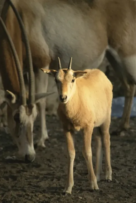 Framed Print : Baby scimitar-horned oryx and mother in zoo, Dokki, Cairo, Egypt, North Africa, Africa Framed Print : Baby scimitar-horned oryx and mother in zoo, Dokki, Cairo, Egypt, North Africa, Africa