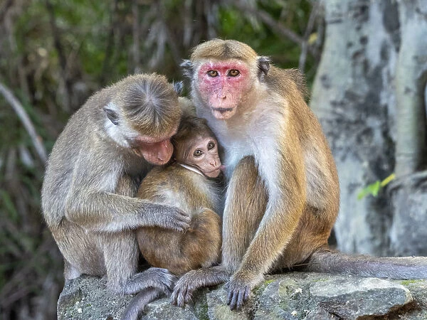 A baby toque macaque (Macaca sinica), nursing from its mother, Polonnaruwa, Sri Lanka