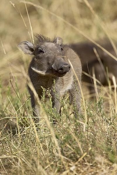 Baby warthog (Phacochoerus aethiopicus)
