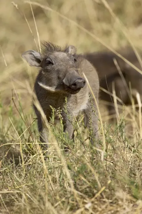 Framed Print : Baby warthog (Phacochoerus aethiopicus) Framed Print : Baby warthog (Phacochoerus aethiopicus)