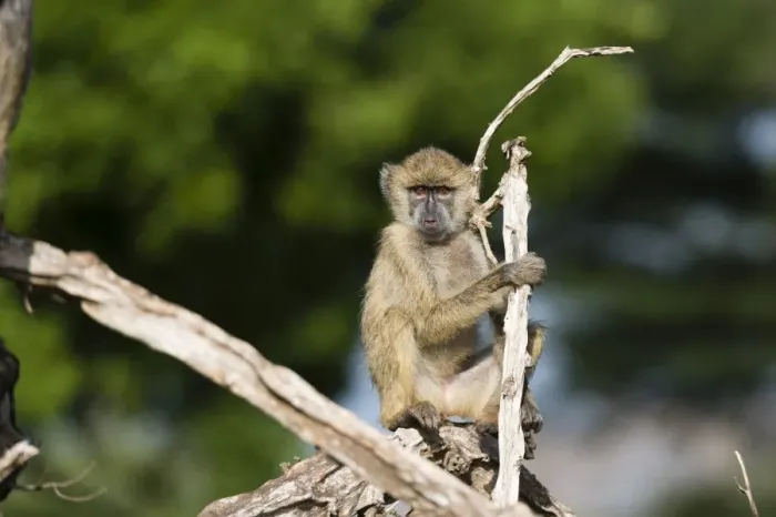 Framed Print : A baby yellow baboon (Papio hamadryas cynocephalus), resting on a tree branch, Tsavo Framed Print : A baby yellow baboon (Papio hamadryas cynocephalus), resting on a tree branch, Tsavo