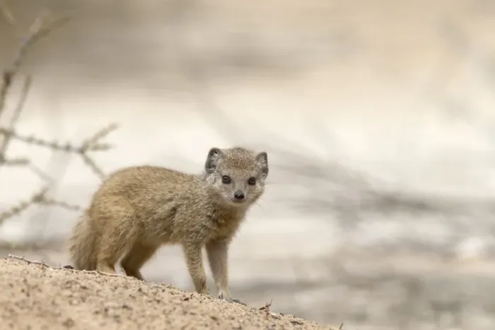 Framed Print : Baby yellow mongoose (Cynictis penicillata), Kgalagadi Transfrontier Park, Northern Cape, South Africa, Afruca Framed Print : Baby yellow mongoose (Cynictis penicillata), Kgalagadi Transfrontier Park, Northern Cape, South Africa, Afruca