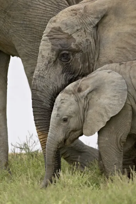 Framed Print : Baby and young African elephant (Loxodonta africana), Addo Elephant National Park Framed Print : Baby and young African elephant (Loxodonta africana), Addo Elephant National Park