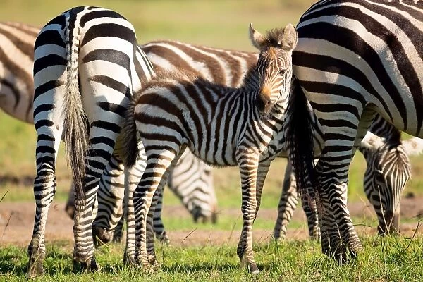 Baby zebra, Masai Mara, Kenya, East Africa, Africa