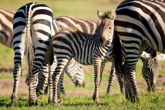Framed Print : Baby zebra, Masai Mara, Kenya, East Africa, Africa Framed Print : Baby zebra, Masai Mara, Kenya, East Africa, Africa