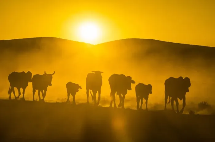 Framed Print : Backlight of cattle on way home at sunset, Twyfelfontein, Damaraland, Namibia, Africa