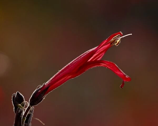 Backlit Chuparosa (Hummingbird-Bush) (Justicia californica) flower, Organ Pipe Cactus National Monument, Arizona, United States of America
