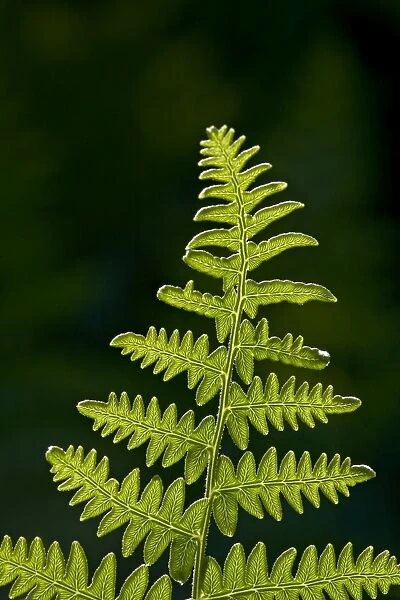 Backlit fern frond, Yellowstone National Park, Wyoming, United States of America