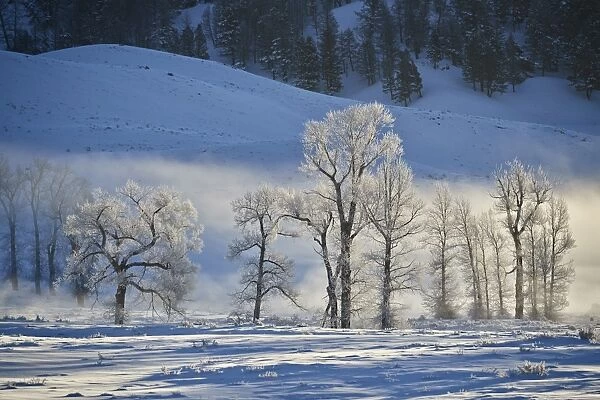 Backlit frost-covered cottonwood trees in the winter, Yellowstone National Park