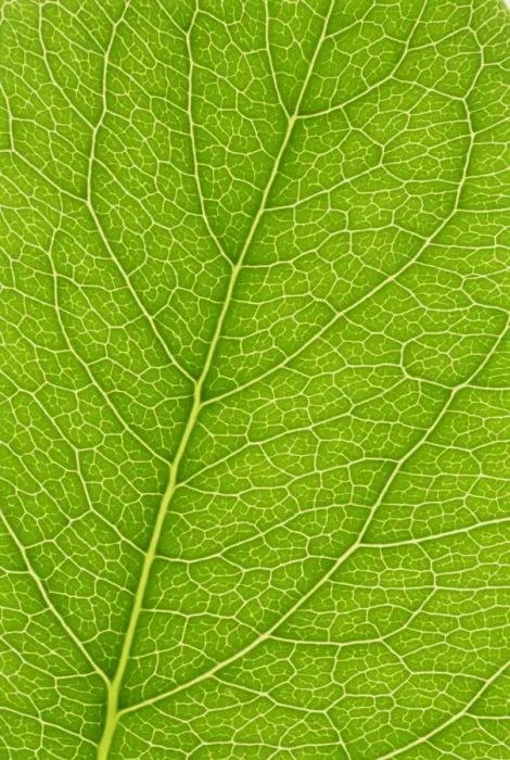 Framed Print : Backlit leaves showing details of veins and cells Framed Print : Backlit leaves showing details of veins and cells