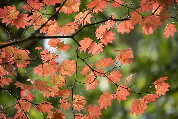 Backlit maple tree leaves in autumnal shades, England, United Kingdom, Europe
