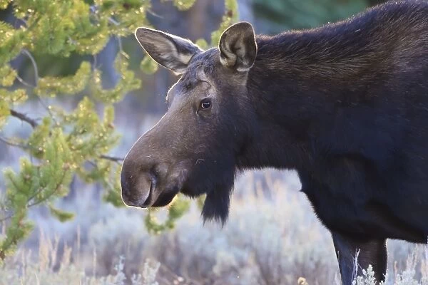 Backlit moose (Alces alces) cow in profile, Grand Teton National Park, Wyoming, United States of America, North America