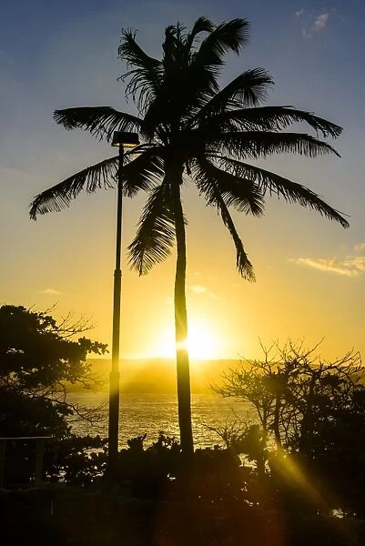 Backlit palm tree in the Fortress of Fortaleza San Felipe, Puerto Plata, Dominican Republic, West Indies, Caribbean, Central America