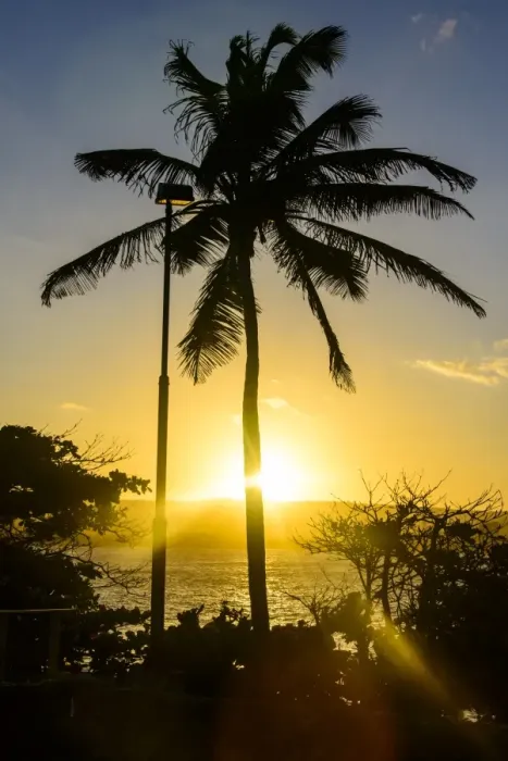 Framed Print : Backlit palm tree in the Fortress of Fortaleza San Felipe, Puerto Plata, Dominican Republic, West Indies, Caribbean, Central America Framed Print : Backlit palm tree in the Fortress of Fortaleza San Felipe, Puerto Plata, Dominican Republic, West Indies, Caribbean, Central America