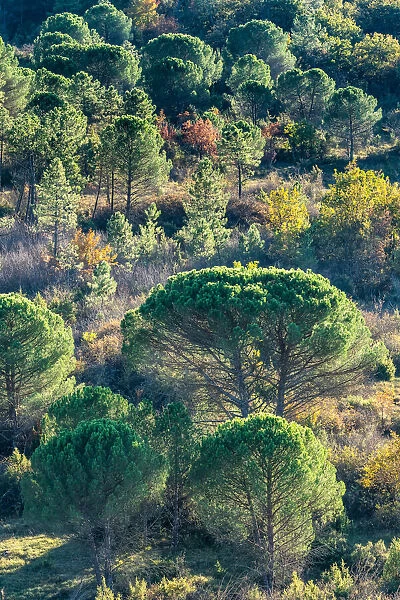 Backlit pine trees, Strada in Chianti, Tuscany, Italy, Europe