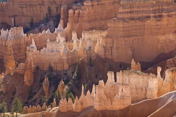 Backlit sandstone hoodoos in Bryce Amphitheater, Bryce Canyon National Park