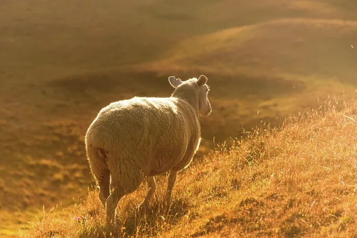 Framed Print : Backlit Sheep on Grassy Slope Glowing in Golden Hour Light, New Zealand Framed Print : Backlit Sheep on Grassy Slope Glowing in Golden Hour Light, New Zealand