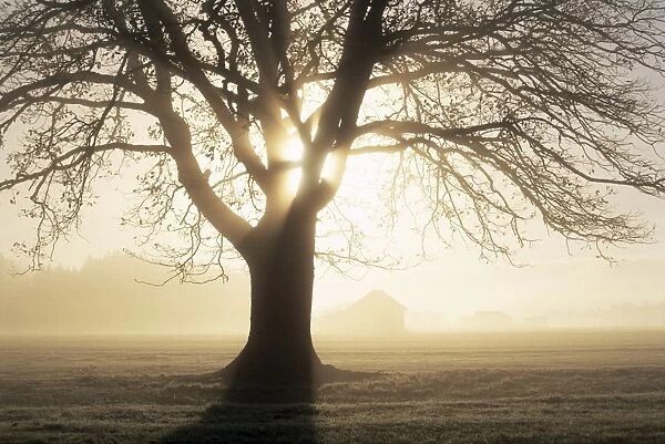 Backlit tree and morning fog