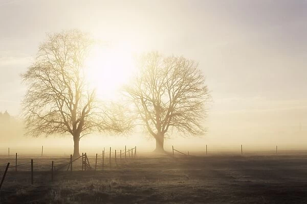 Backlit trees and morning fog
