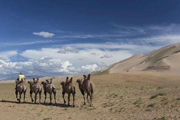 Bactrian camel train along base of huge sand dunes, blue skies on a summer evening
