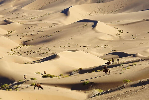 Bactrian camels, Badain Jaran Desert, Gobi Desert, Inner Mongolia, China, Asia