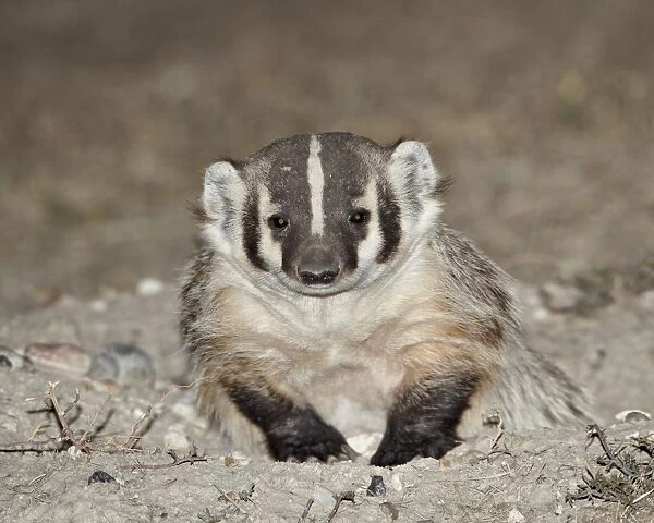 Badger (Taxidea taxus), Buffalo Gap National Grassland, Conata Basin, South Dakota, United States of America, North America