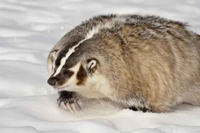 Framed Print : Badger (Taxidea taxus) in the snow, in captivity, near Bozeman, Montana Framed Print : Badger (Taxidea taxus) in the snow, in captivity, near Bozeman, Montana