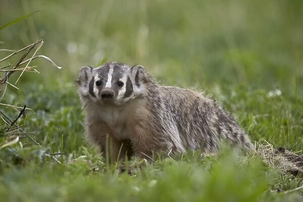 Badger (Taxidea taxus), Yellowstone National Park, Wyoming, United States of America, North America